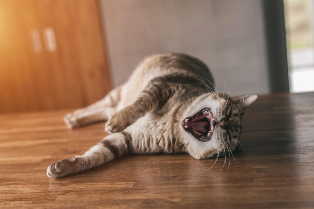 Come togliere l'odore di pipi del gatto dal materasso