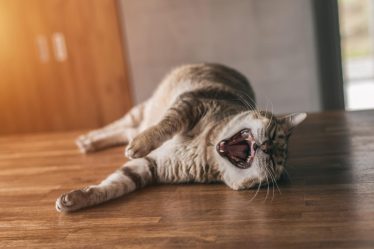 Come togliere l'odore di pipi del gatto dal materasso