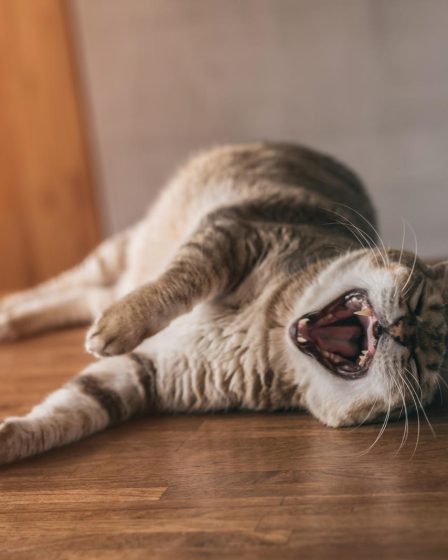Come togliere l'odore di pipi del gatto dal materasso