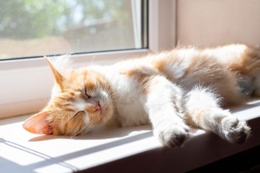 Come togliere odore pipi gatto