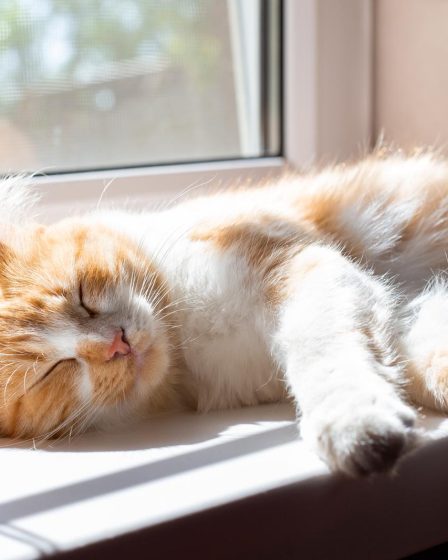 Come togliere odore pipi gatto