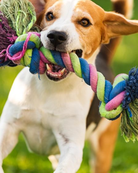 Come togliere una zecca al cane
