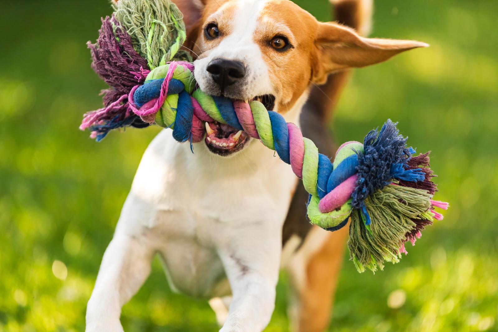 Come togliere una zecca al cane