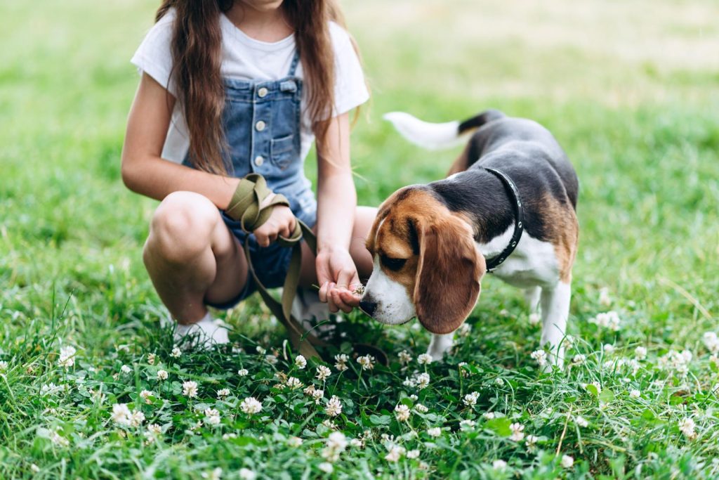 Come tosare un cane