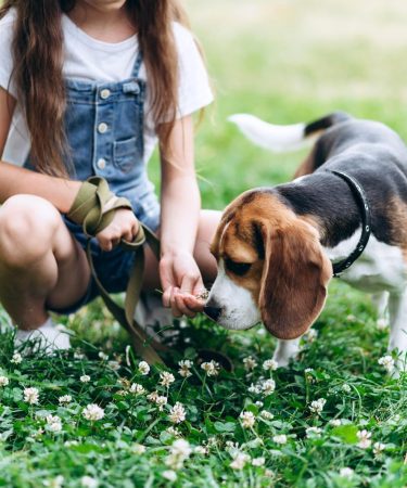 Come tosare un cane