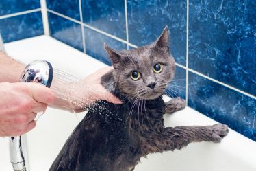 Come tosare un gatto pieno di nodi