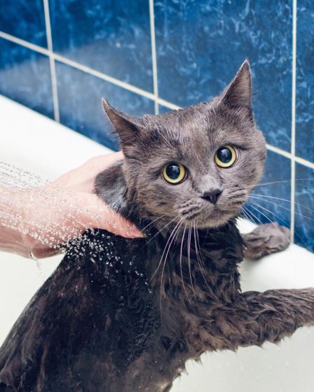 Come tosare un gatto pieno di nodi