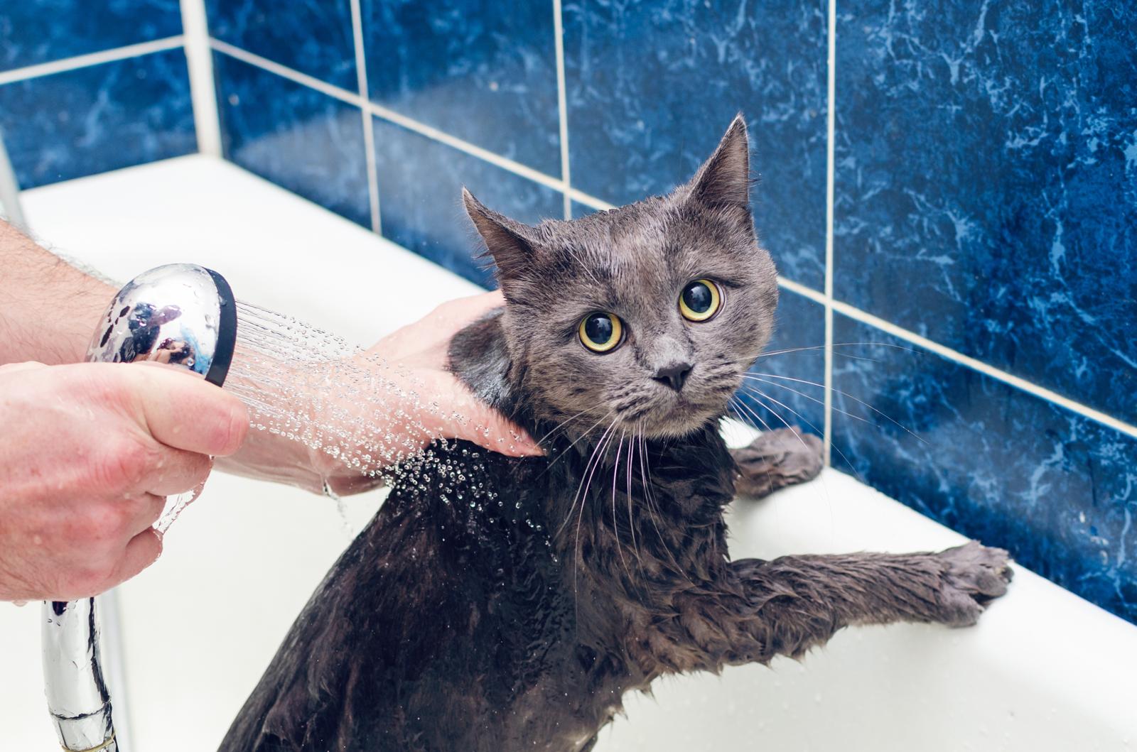 Come tosare un gatto pieno di nodi
