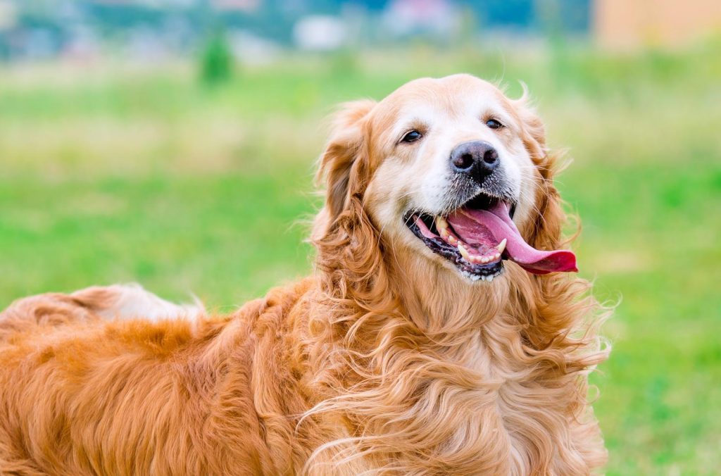Come trasportare un cane in auto