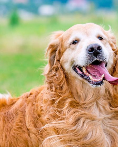 Come trasportare un cane in auto