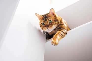 Come vedono i gatti