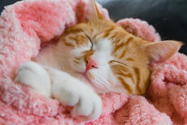 Come vedono i gatti le persone