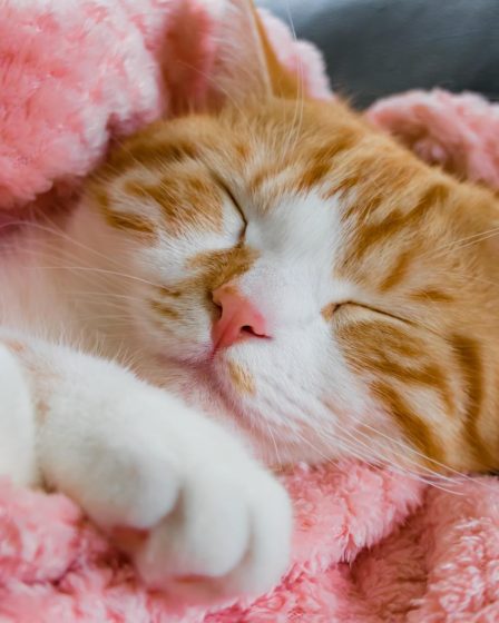 Come vedono i gatti le persone