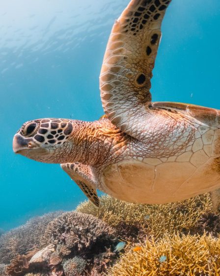 Come vedono le tartarughe