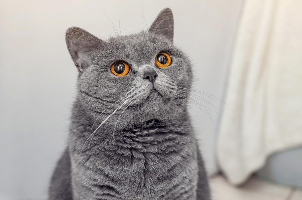 Cosa da fastidio ai gatti