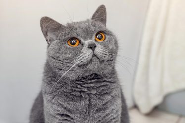 Cosa da fastidio ai gatti