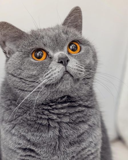 Cosa da fastidio ai gatti