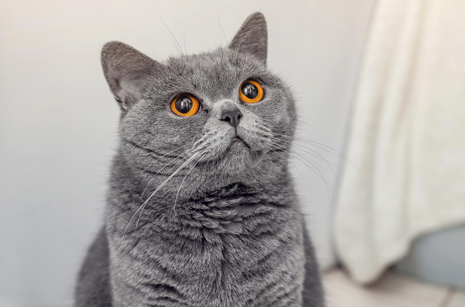 Cosa da fastidio ai gatti