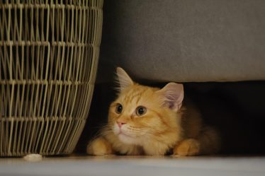 Cosa dare al gatto con diarrea