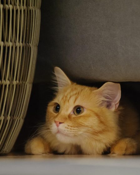 Cosa dare al gatto con diarrea