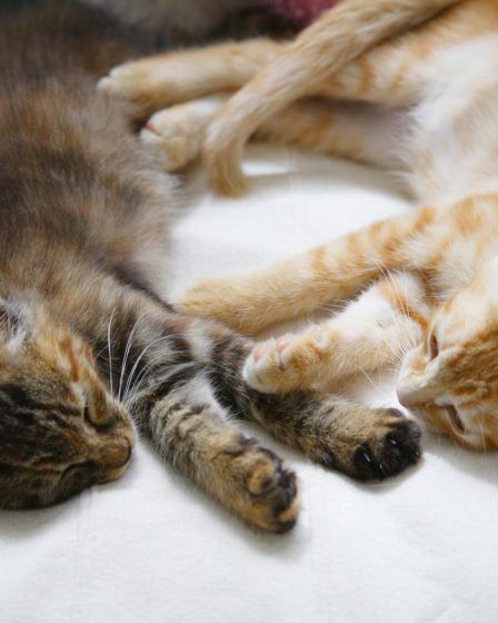 Cosa dare al gatto se vomita