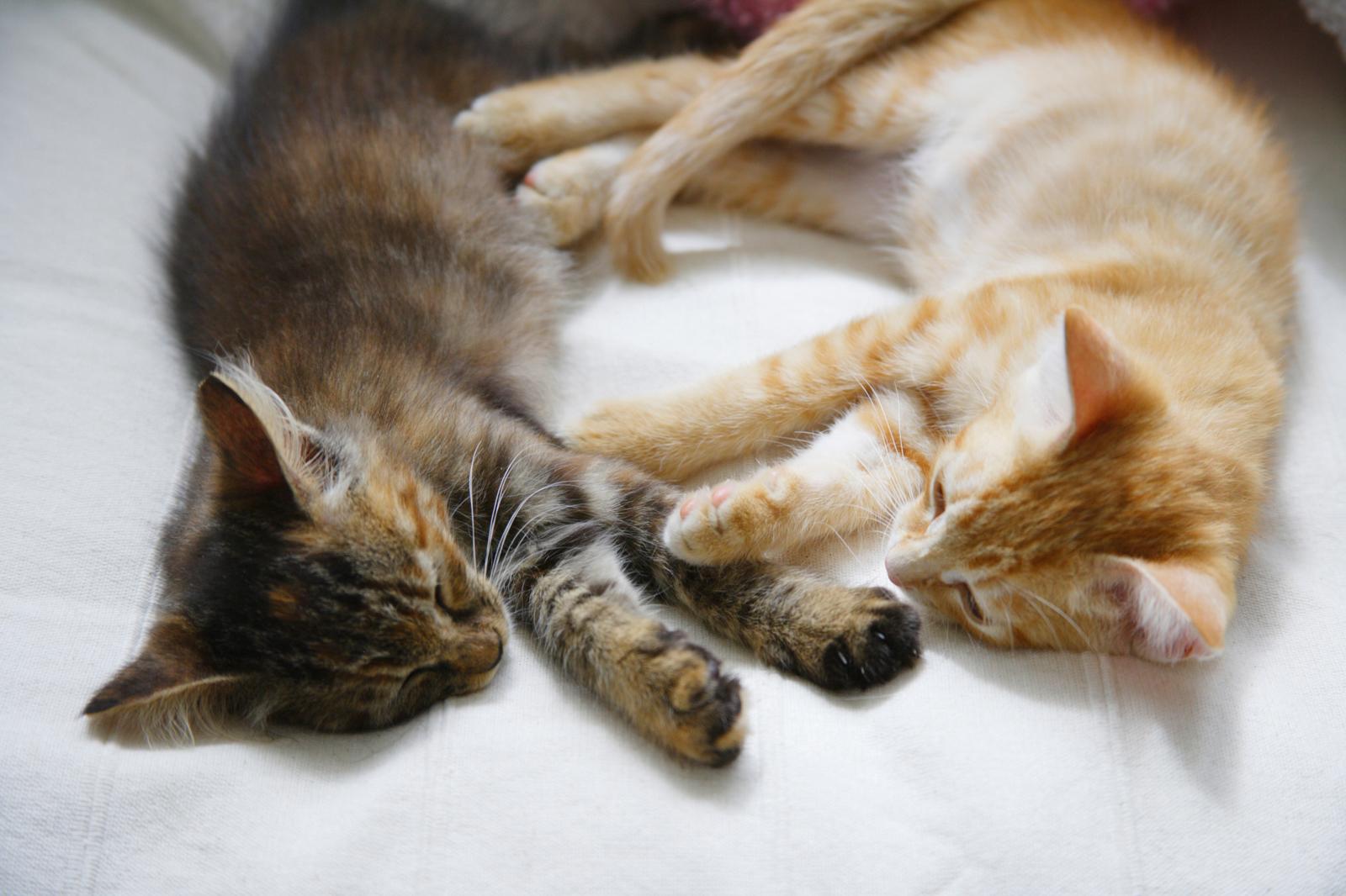 Cosa dare al gatto se vomita