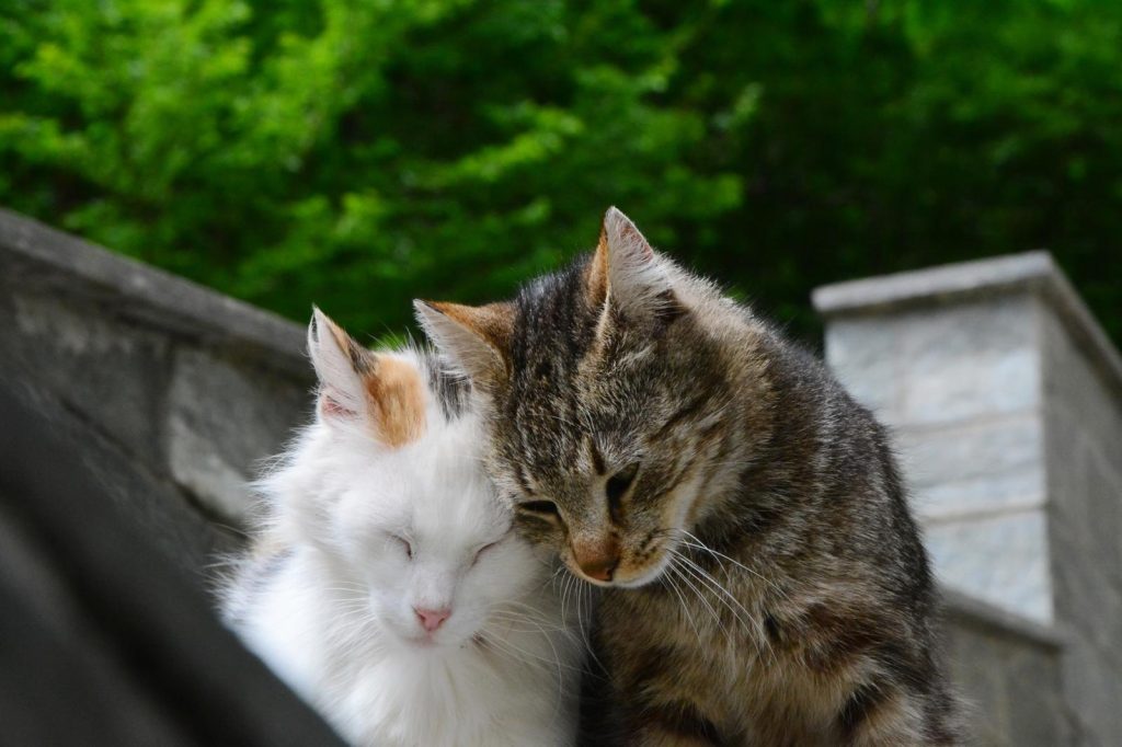 Cosa dare da mangiare ai gatti