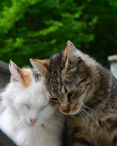 Cosa dare da mangiare ai gatti