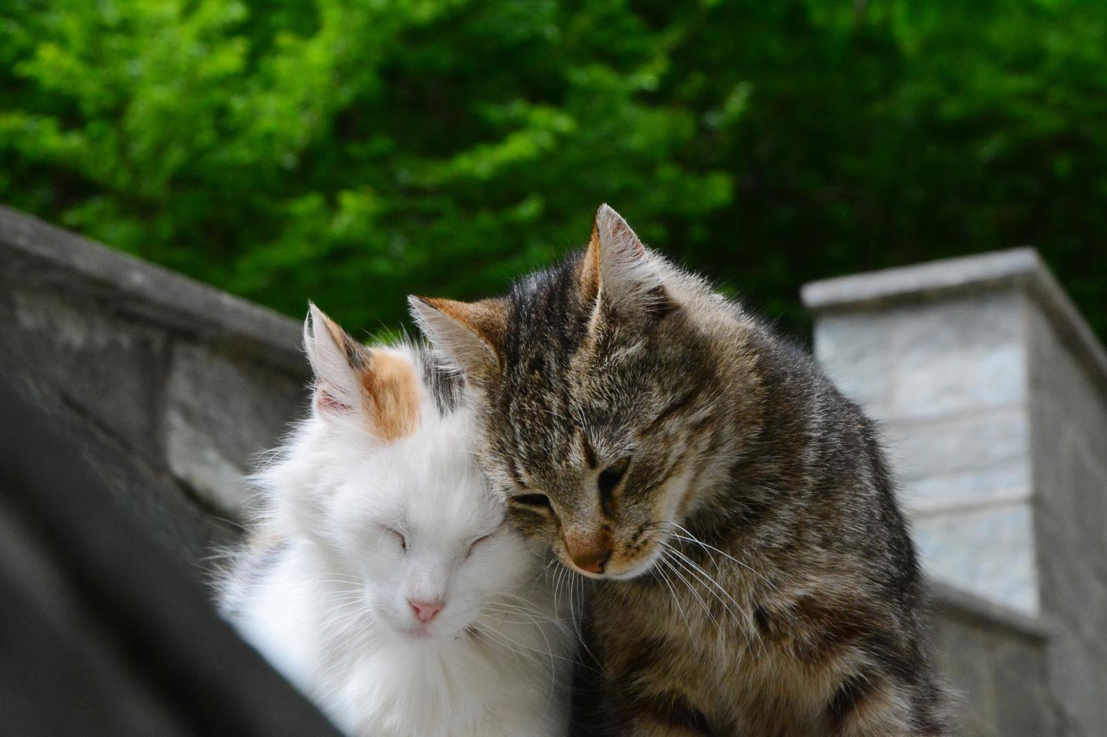 Cosa dare da mangiare ai gatti
