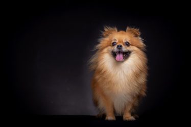 Cosa dare da mangiare al cane