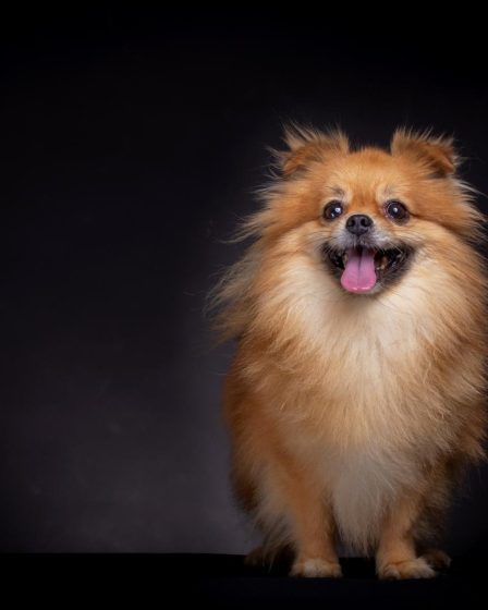 Cosa dare da mangiare al cane
