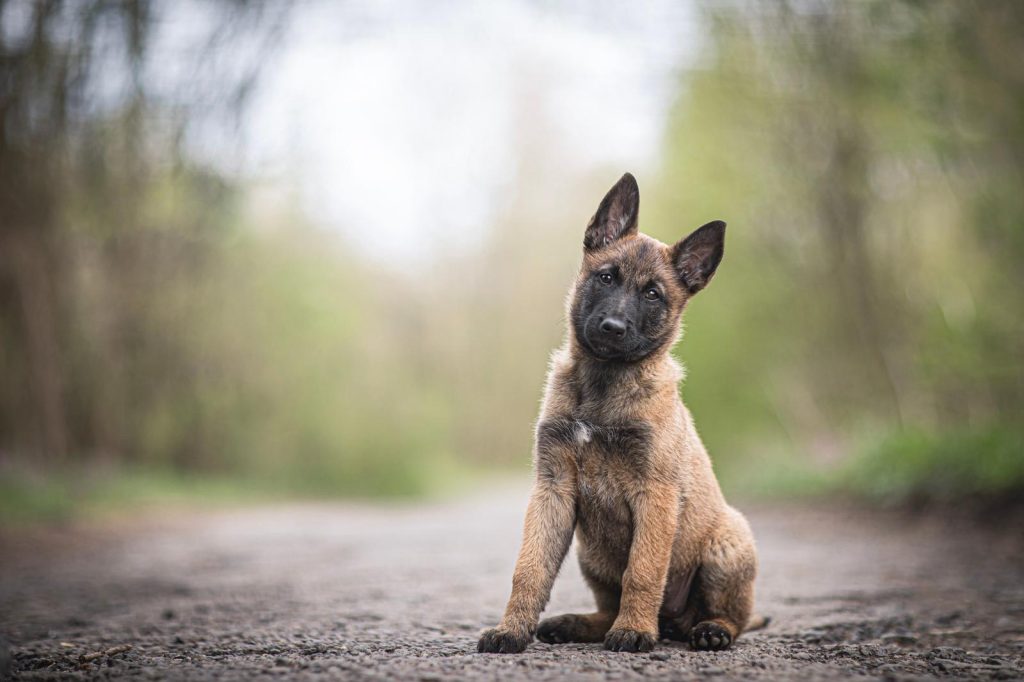 Cosa dare da mangiare al cane fatto in casa