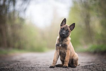 Cosa dare da mangiare al cane fatto in casa