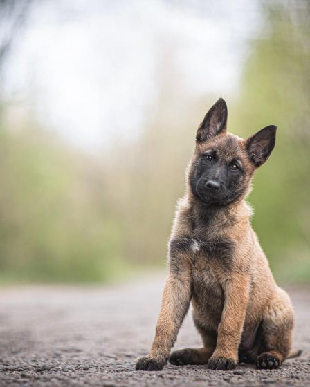 Cosa dare da mangiare al cane fatto in casa