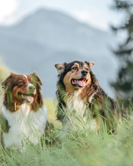 Cosa fanno i cani quando sentono il terremoto