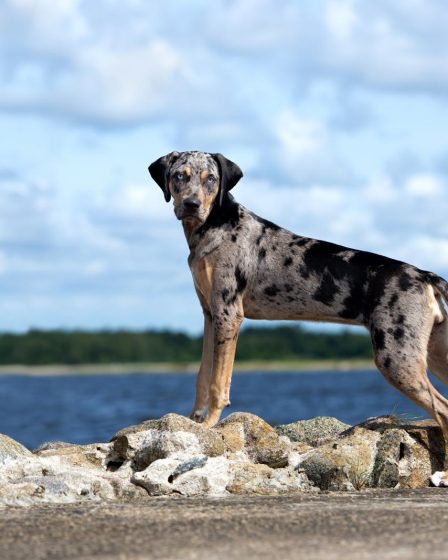 Cosa fare quando il cane piange