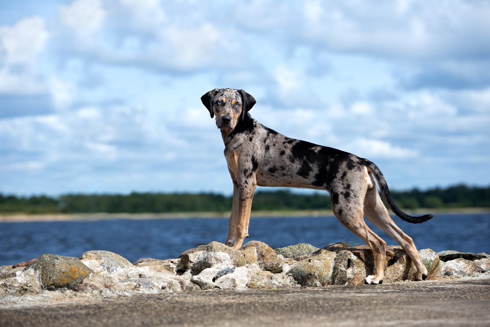 Cosa fare quando il cane piange