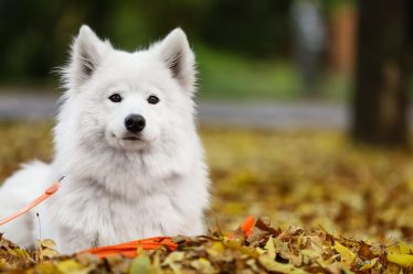 Cosa fare se il cane mangia cioccolato
