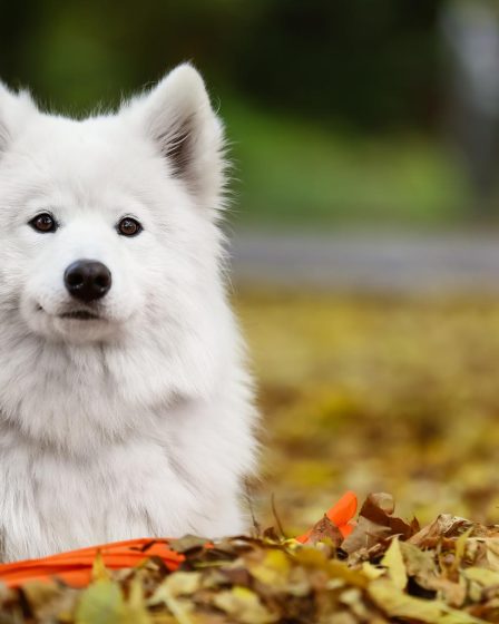 Cosa fare se il cane mangia cioccolato