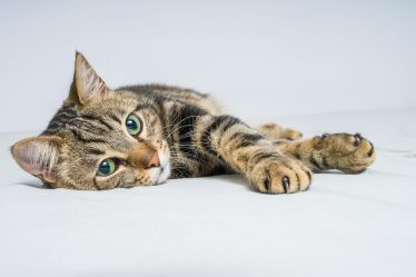 Cosa fare se il gatto ha i vermi