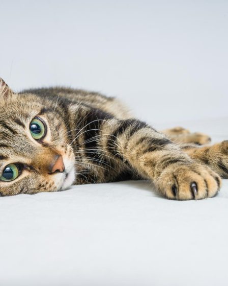 Cosa fare se il gatto ha i vermi