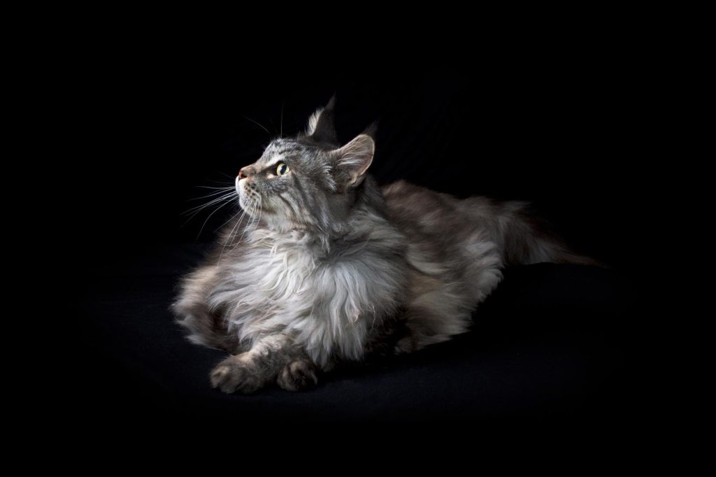 Cosa fare se il gatto ha il raffreddore