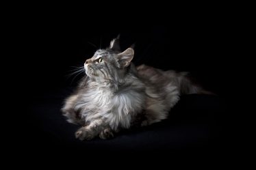 Cosa fare se il gatto ha il raffreddore