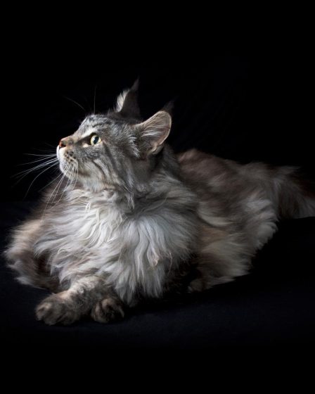 Cosa fare se il gatto ha il raffreddore