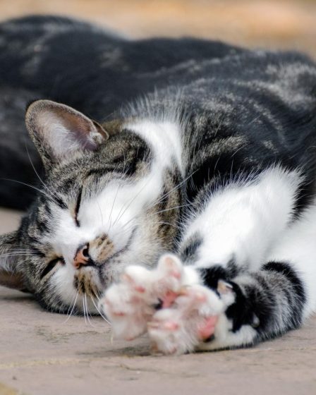 Cosa fare se il gatto ha la diarrea