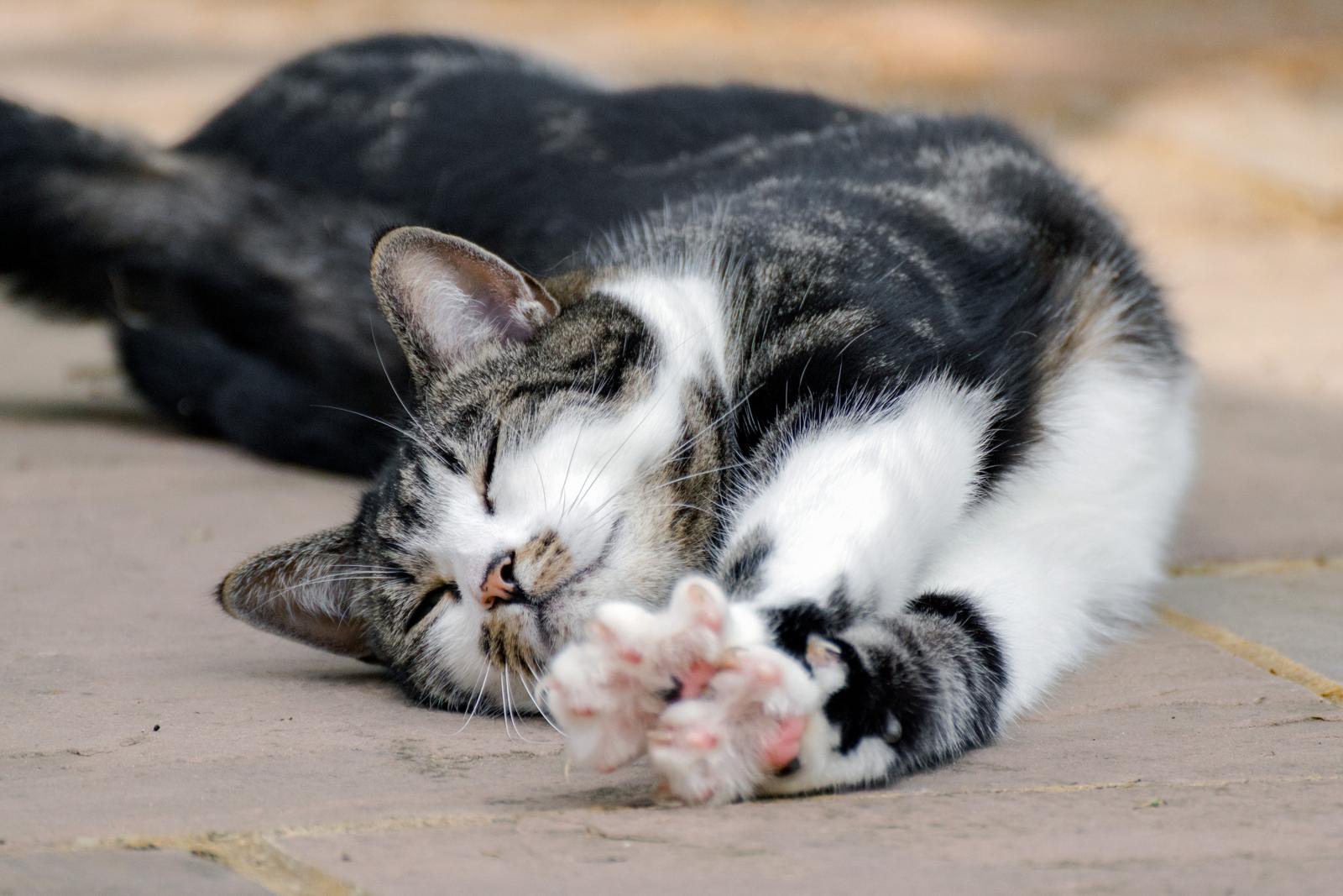 Cosa fare se il gatto ha la diarrea