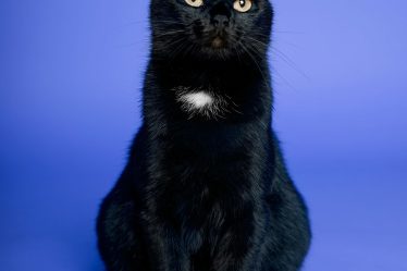 Cosa fare se il gatto ha la febbre