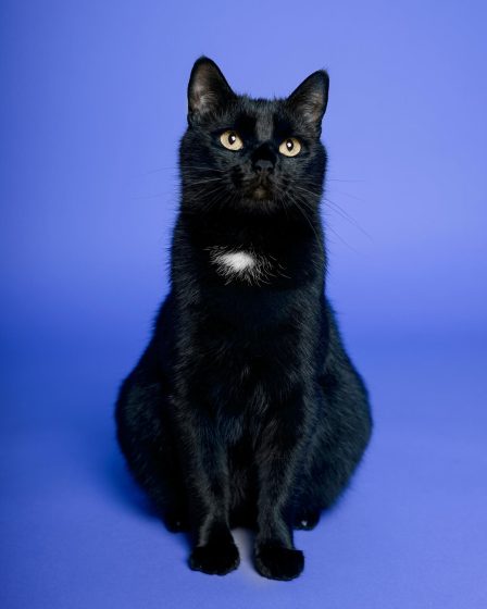 Cosa fare se il gatto ha la febbre