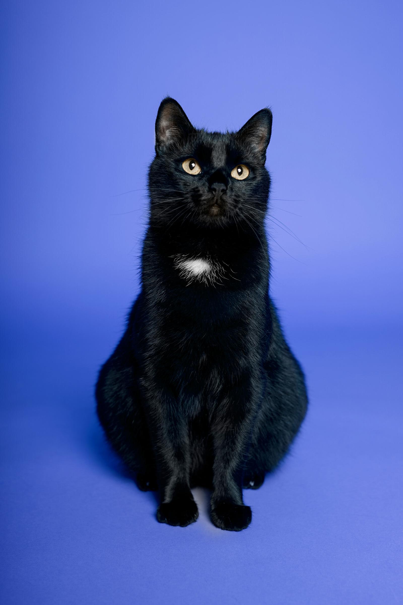Cosa fare se il gatto ha la febbre