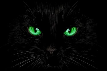 Cosa fare se il gatto non mangia